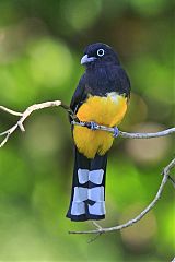 Black-headed Trogon